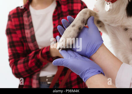 Tierarzt halten Hunde Pfote in ihren Händen. Stockfoto