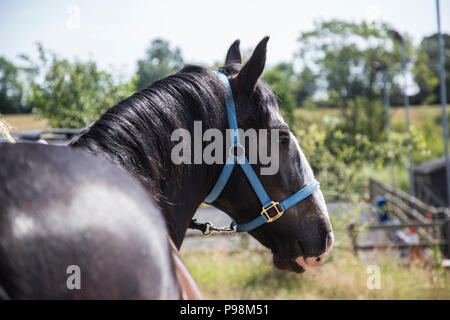 Dunkle braune Pferd trägt einen blauen Kopf Kragen auf der rechten Seite des Fotos, so dass Sie einen seitlichen Blick auf den Kopf haben Stockfoto
