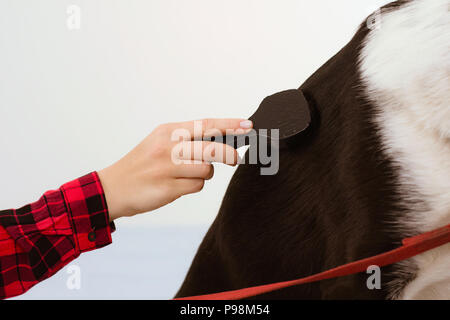 Nahaufnahme von Personen hand Pflege hunde Haare. Stockfoto