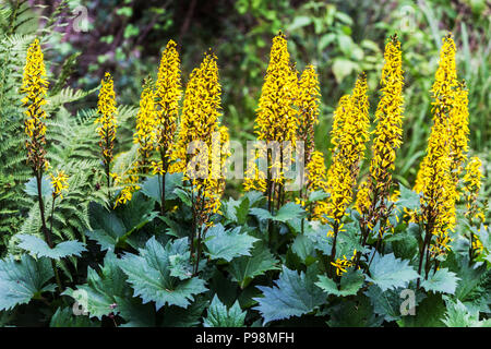 Ligularia stenocephala ' die Rakete ', Leopardenpflanze Hardy Schatten Gartenszene Stockfoto