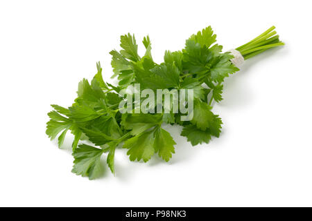 Blumenstrauß aus frischen grünen Liebstöckel Zweige isoaled auf weißem Hintergrund Stockfoto