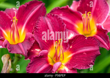 Rote Daylilienblüten, rote Hemerocallis Blume 'Charles Johnston' Daylilies gelbe Kehle Stockfoto