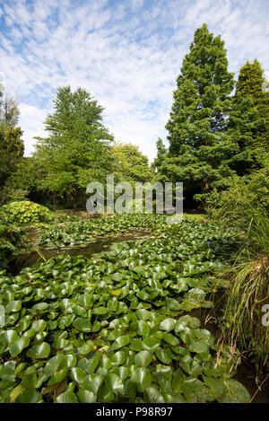 Japanische Gärten in Newstead Abbey in Nottinghamshire, England Großbritannien Stockfoto