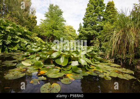 Japanische Gärten in Newstead Abbey in Nottinghamshire, England Großbritannien Stockfoto