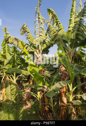 Dichte Vegetation von bananenpflanzen Musa acuminata in tropischen landwirtschaftlichen Plantage Stockfoto