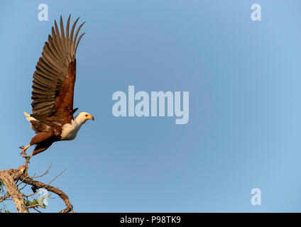 African Fish Eagle nimmt Flug. Stockfoto