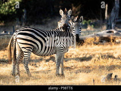 Chapman's Zebra, Mana Pools, Simbabwe Stockfoto