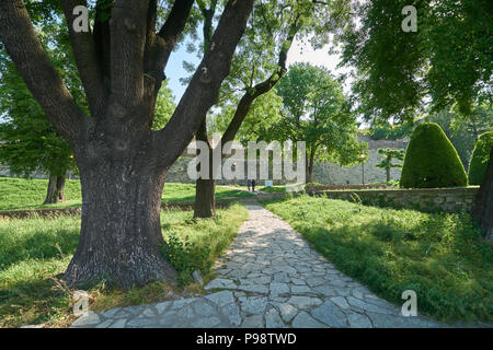 Großen alten Baum im Park der Belgrader Festung. Zwei Menschen laufen auf Fußgängerweg Stockfoto