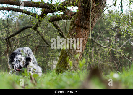 Hund Ausruhen nach Spielen auf der Wiese Stockfoto