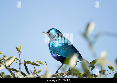 Kap Glossy-Starling (Lamprotornis nitens), Chobe National Park, Botswana Stockfoto