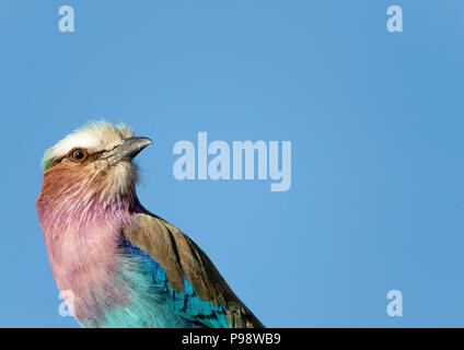 Lilac Breasted Roller auf einer Stange Stockfoto