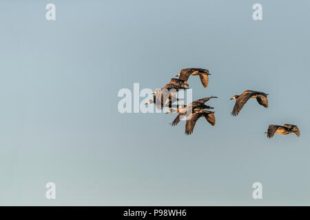 Herde Nilgänse in der Luft, Chobe Nationalpark, Botswana Stockfoto