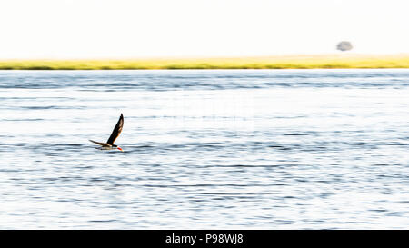 African Skimmer über den Chobe River, Botswana - Namibia Grenze. Stockfoto