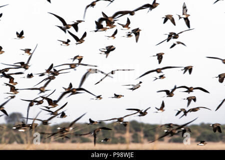 Eine Herde Schwarzflügeliger Pratincoles, die abheben Stockfoto