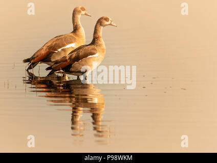 Paar Nilgänse im flachen Wasser, Chobe River, Botswana Stockfoto