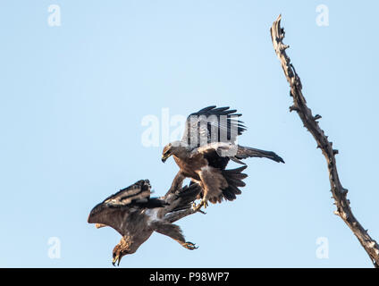 Zwei tawny Adler kämpfen in der Luft, Mana Pools, Simbabwe Stockfoto