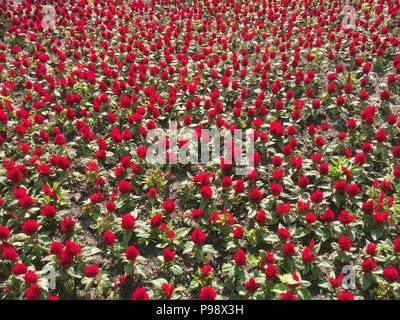 Viel rote Blumen blühen auf blumenbeet als Hintergrund Stockfoto