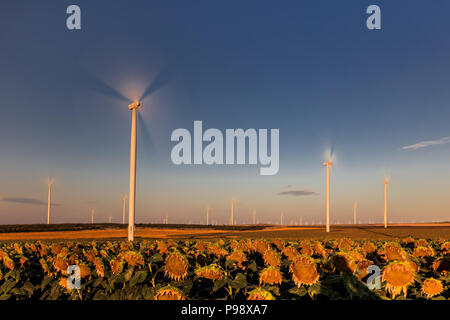 Windkraftanlagen auf einem Hügel im Sonnenaufgang. Dobrogea, Rumänien Stockfoto