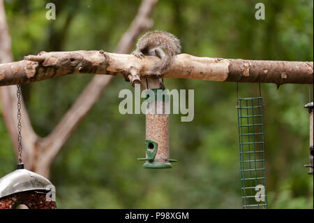 Graue Eichhörnchen hängt, wie prekär Es setzt es den Kopf in einen Vogel Zubringer für die Samen. Stockfoto