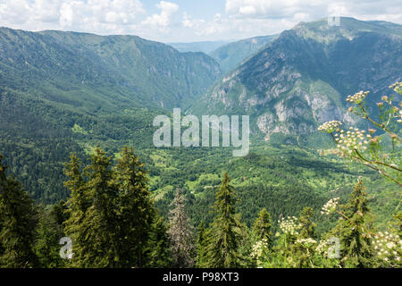 Die Aussicht vom Berg Ćurevac heraus über den Fluss Tara Canyon Nationalpark Durmitor, Montenegro suchen Stockfoto