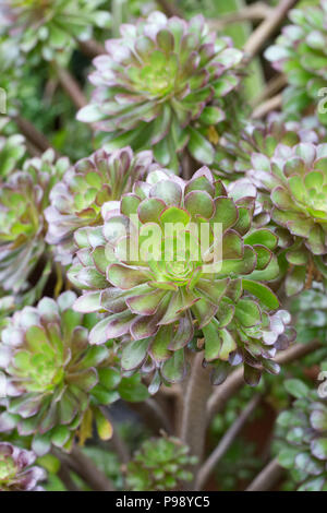 Aeonium Anlage. Stockfoto