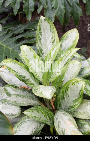 Die Aglaonema Silver Bay' Blätter wachsen in einer geschützten Umgebung. Stockfoto