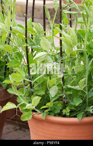 Lathyrus Odoratus 'Matucana'. Pflanzen Junge Sweet Pea 'Matucana' wächst in einem Topf. Stockfoto