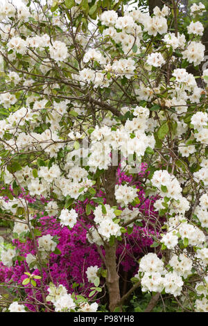 Rhododendron 'Harvest Moon' Blüte im Frühjahr. Stockfoto