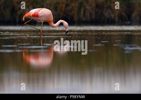 Chilenischer Flamingo (Phoenicopterus sp.) auf stillen See gehockt Stockfoto