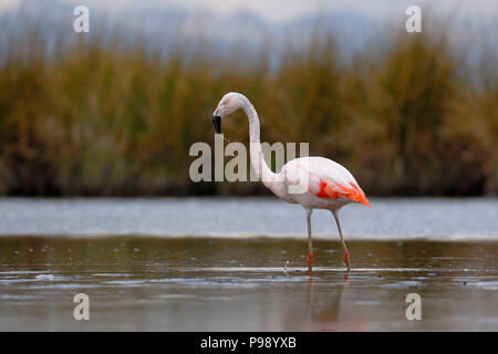 Chilenischer Flamingo (Phoenicopterus sp.) auf stillen See gehockt Stockfoto