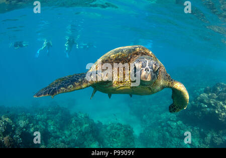 Grüne Meeresschildkröte Begegnung am schwarzen Felsen, Ka'anapali, Maui, Hawaii. Stockfoto