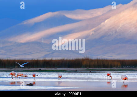 Schönen Sonnenuntergang an den Ufern des Lake Junín mit einem Schwarm Flamingos im Wasser ruhen Stockfoto