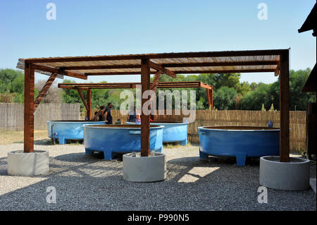 Italien, Basilicata, Policoro, Riserva Regionale Bosco Pantano, WWF Naturschutzgebiet, Centro Recupero Tartarughe Marine (Meeresschildkröten Recovery Center) Stockfoto