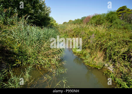 Italien, Basilicata, Policoro, Riserva regionale Bosco Pantano, WWF Naturschutzgebiet Stockfoto