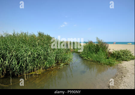 Italien, Basilicata, Policoro, Riserva regionale Bosco Pantano, WWF Naturschutzgebiet Stockfoto