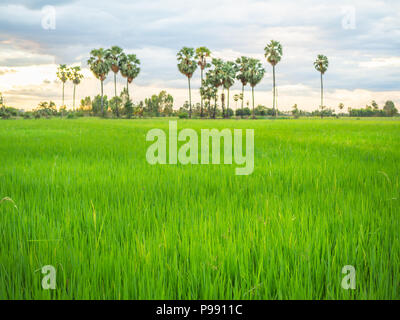 Grünes Feld Landschaft Sonnenuntergang. Reisfeld mit Kokosnuss Palmen Blick in die Landschaft vor dem Regen auf Sonnenuntergang blauer Himmel mit Wolken Hintergrund. Stockfoto