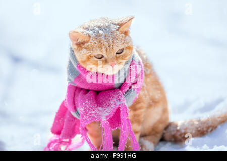 Portrait der kleine rote Kätzchen tragen Strickschal im Winter Stockfoto