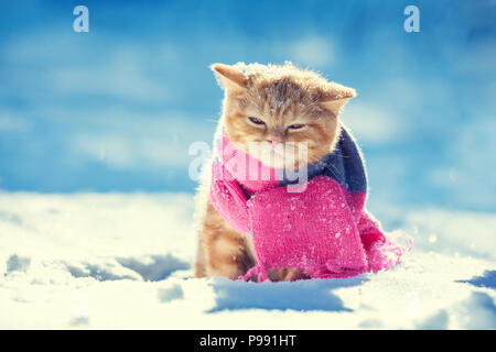 Porträt eines kleines Kätzchen tragen Strickschal im Winter Stockfoto