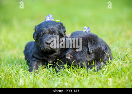 Zwei kleine schwarze Labrador Retriever Welpen lag auf einem grünen Rasen Stockfoto