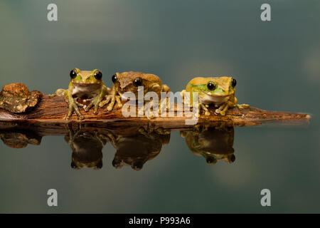 Peacock Laubfrosch Trio Stockfoto