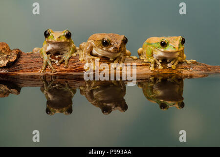 Peacock Laubfrosch Trio Stockfoto