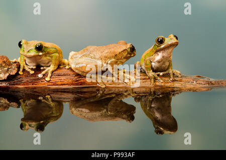 Peacock Laubfrosch Trio Stockfoto