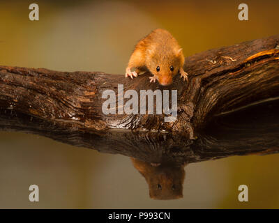 Ernte Maus Wasser Reflexion Stockfoto