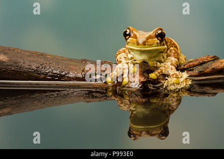 Milch Frosch Stockfoto