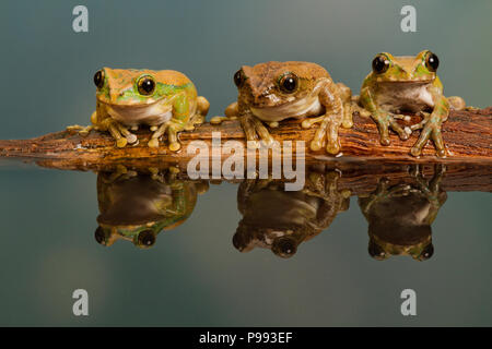 Peacock Laubfrosch Trio Stockfoto