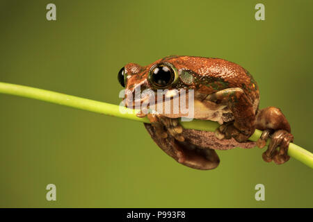 Peacock Laubfrosch balanciert Stockfoto