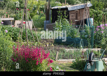 Allgemeine Ansicht eines Zuteilungsgrundstücks mit Blumen, Pflanzen, Gemüse, Schuppen, Wasserknospen und Werkzeugen, Mill Hill, London, Großbritannien im Sommer. Stockfoto