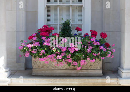 Nahaufnahme von Blumen in einer Steinfensterbox, die mit rosa und roten Sommer blühenden jährlichen Geraniengartenpflanzen und einem immergrünen Buxus bepflanzt ist. Stockfoto