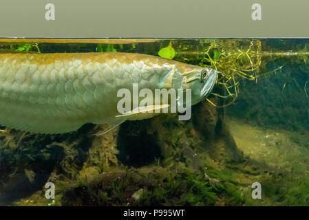 Unterwasserwelt zeigt einen Silbernen Arowana Fisch in Anrainerstaaten Ambiente Stockfoto