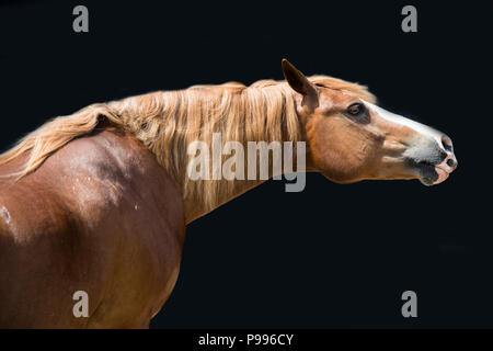 Chestnut Pferd auf schwarzem Hintergrund, fine art Equestrian Foto Stockfoto